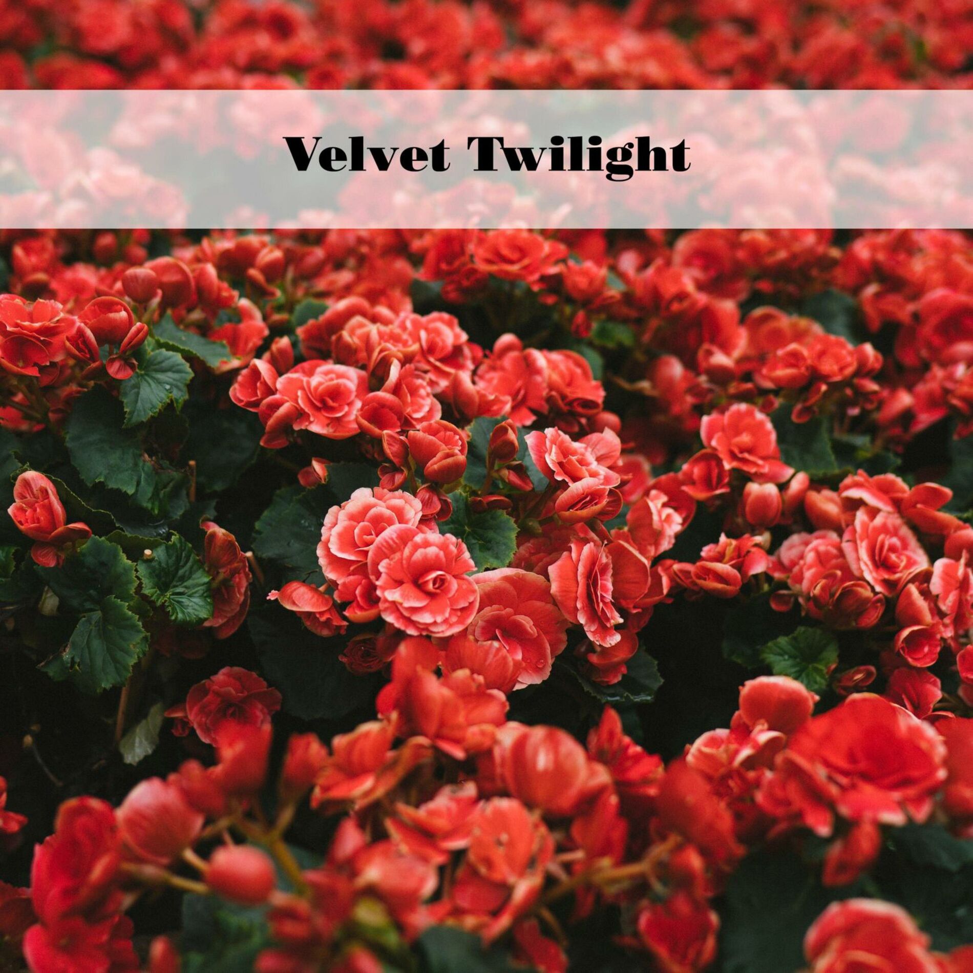 Album cover of Velvet Twilight