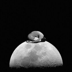 Cover of Songs for Disappearing