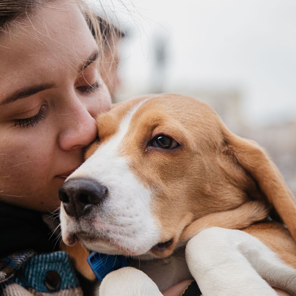 Picture of Soothing Pawsteps: Gentle Meditation Tunes for Contented Dogs