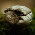 Symbiosis
