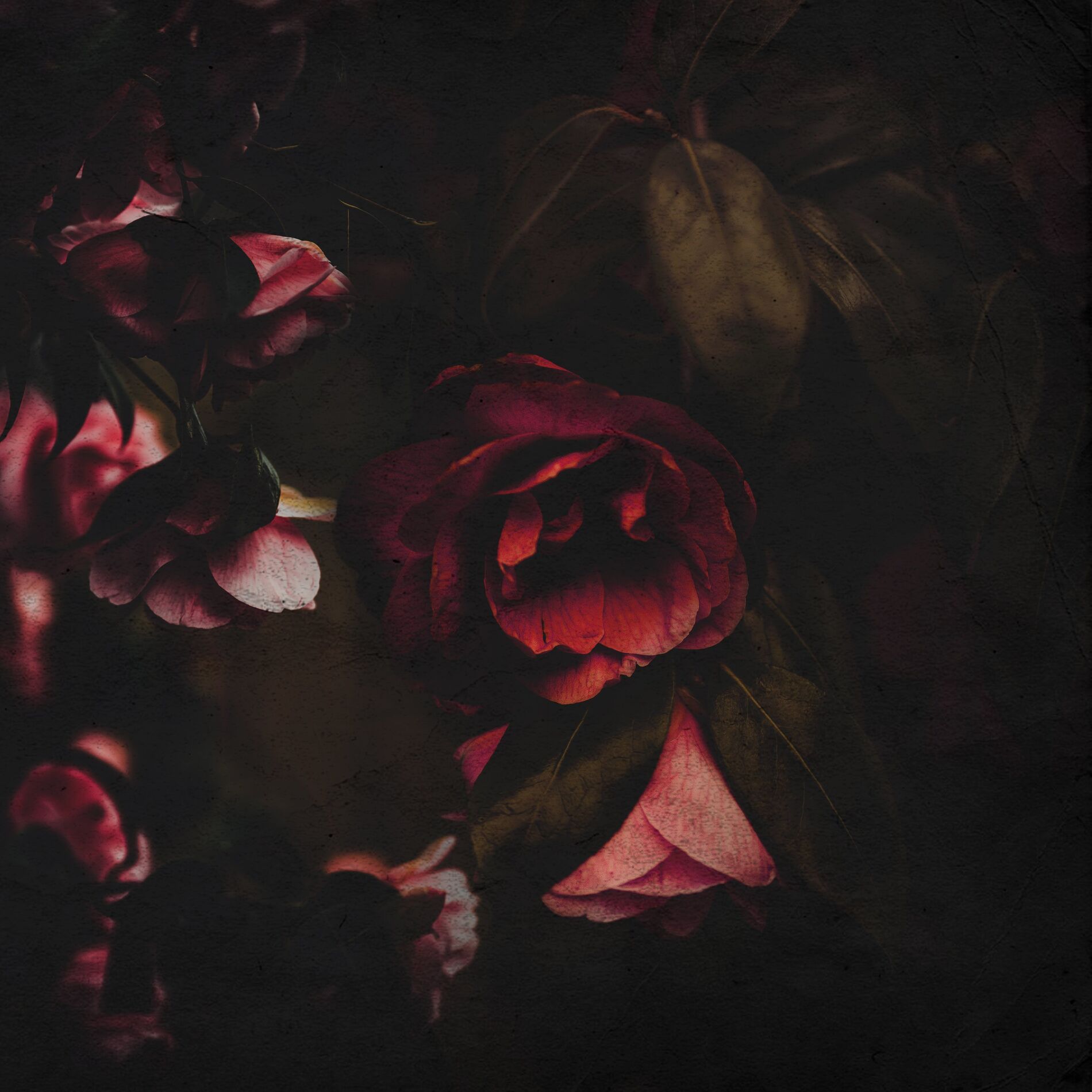 Album cover of Flowers