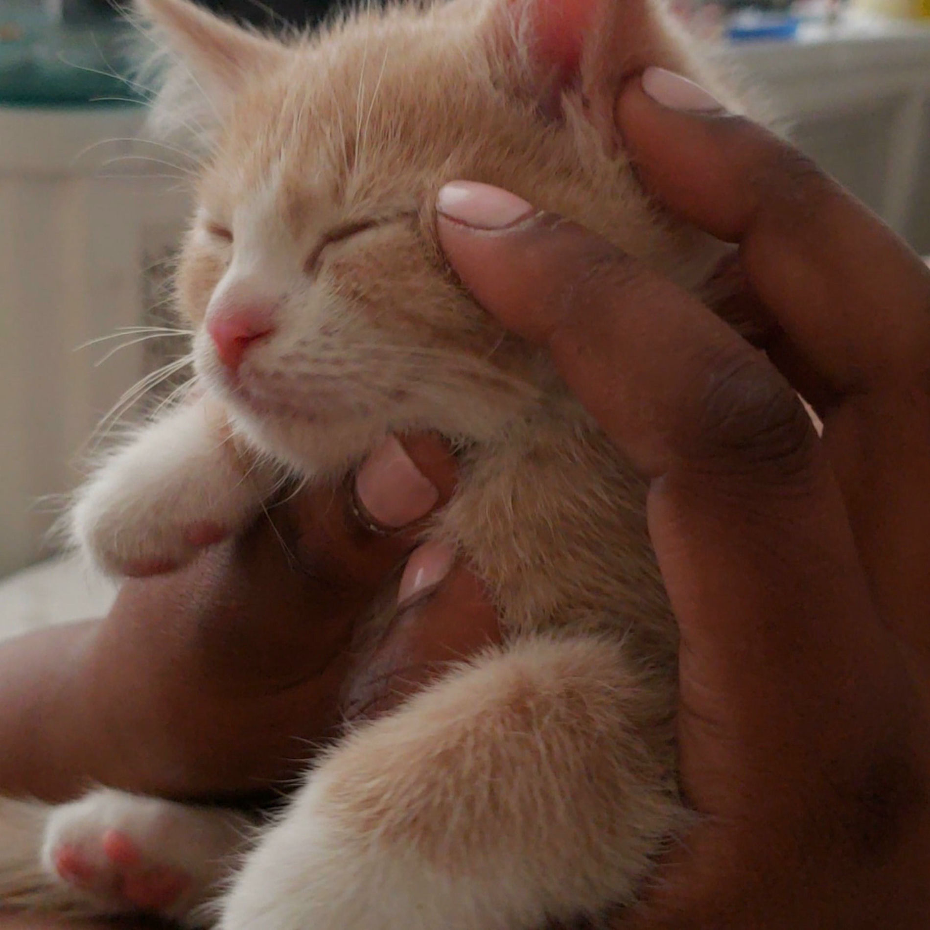 Album picture of Young Lion