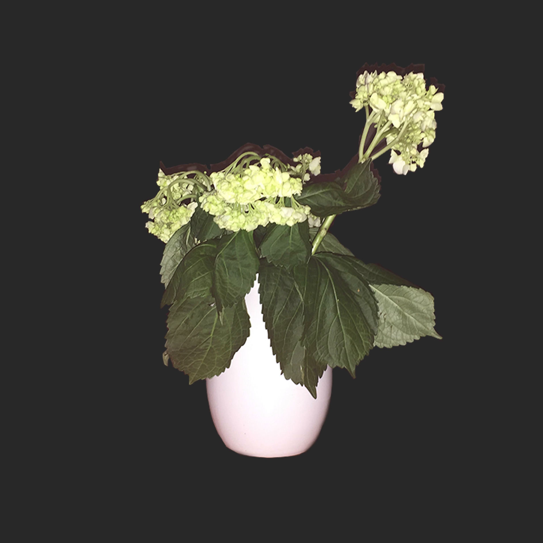 Album cover of Beginners