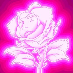 Cover of Rose Fluo