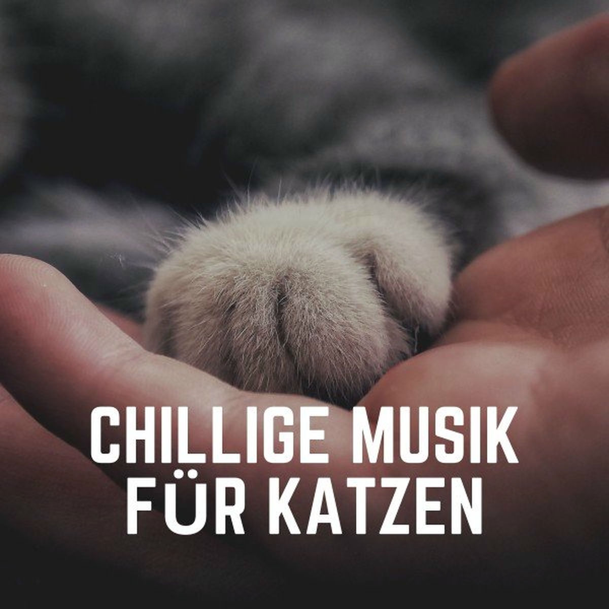 Album cover of Schläfrige Musik für Katzen