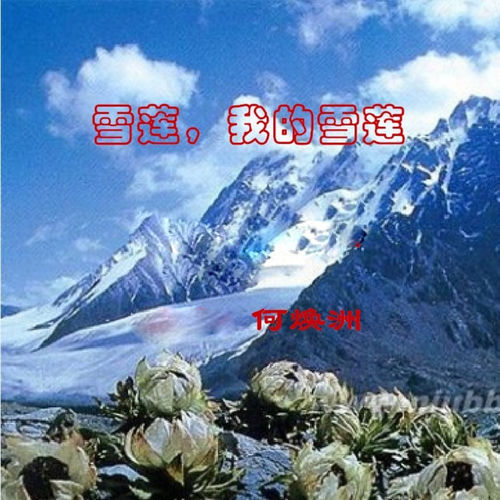 雪莲，我的雪莲