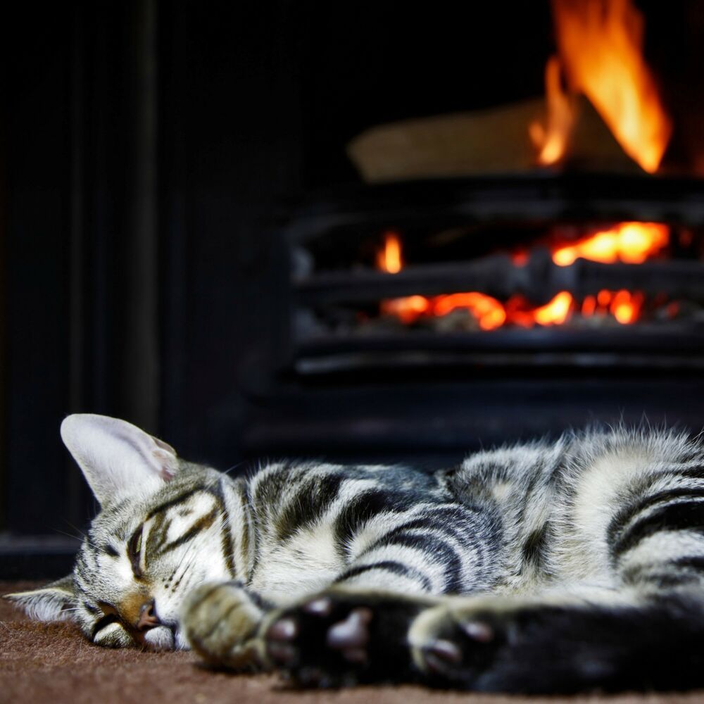 Picture of Purring Embers: Fire Music for Cats