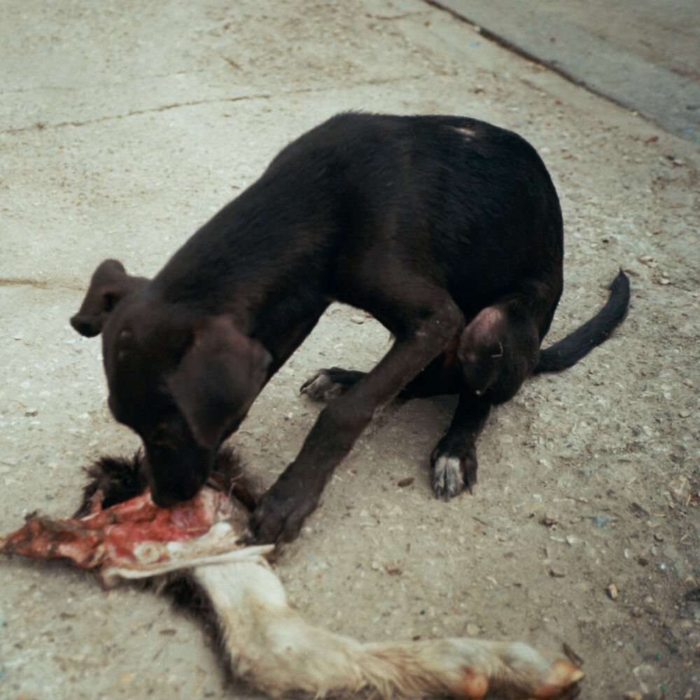 Picture of RUNT