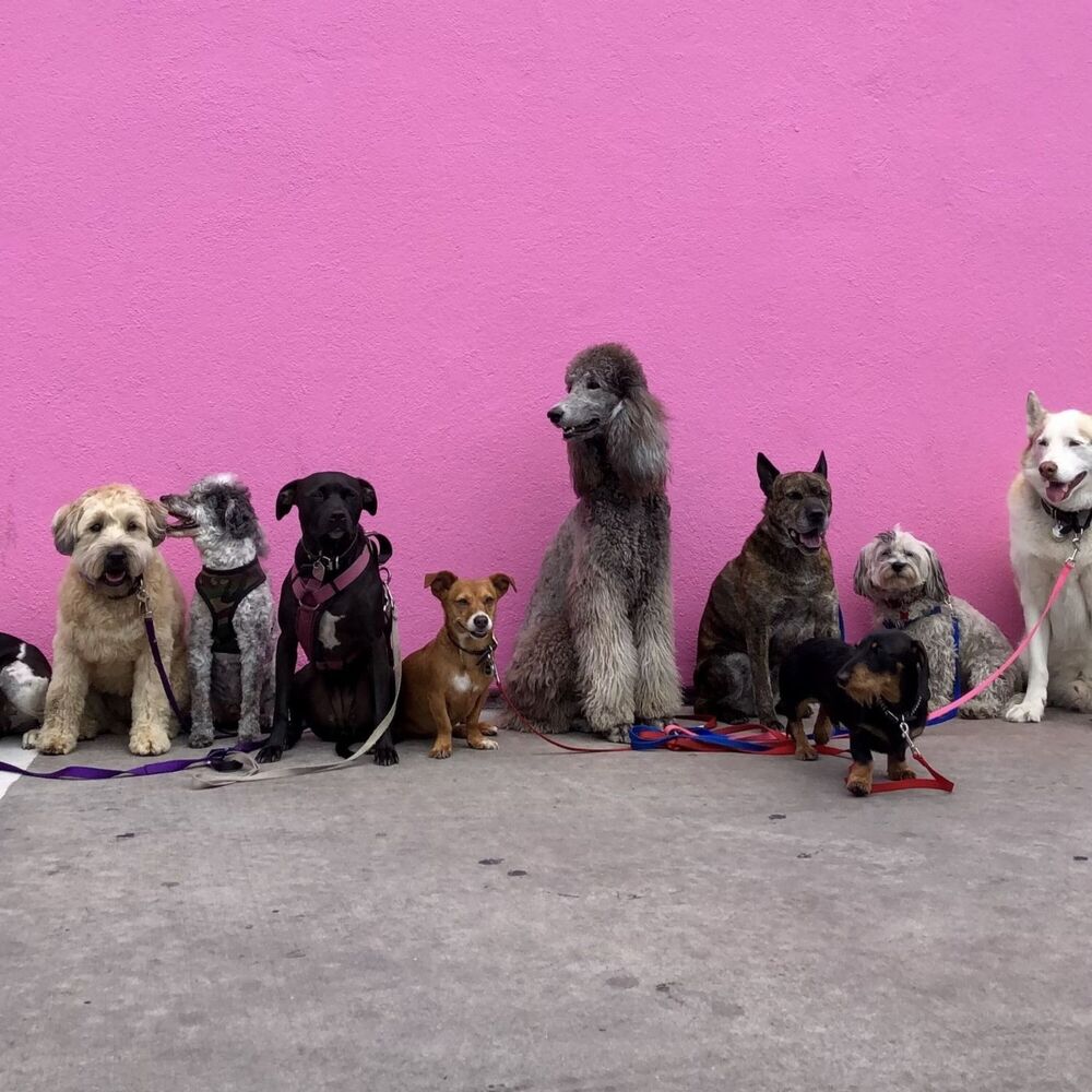 Picture of Melodic Woofs: Piano Compositions for Dogs