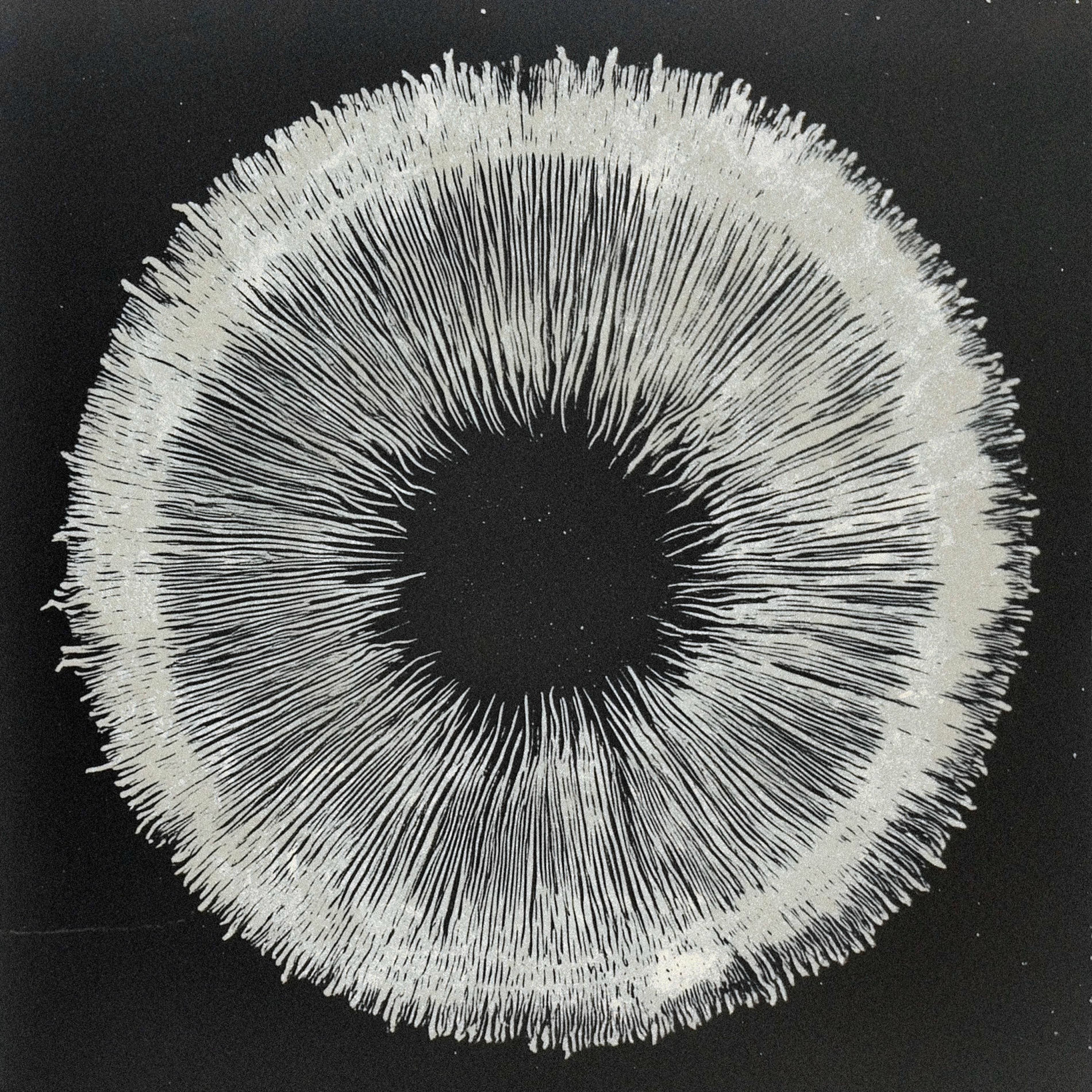 Album cover of Spore