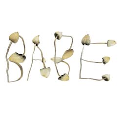 Cover of Mushroom