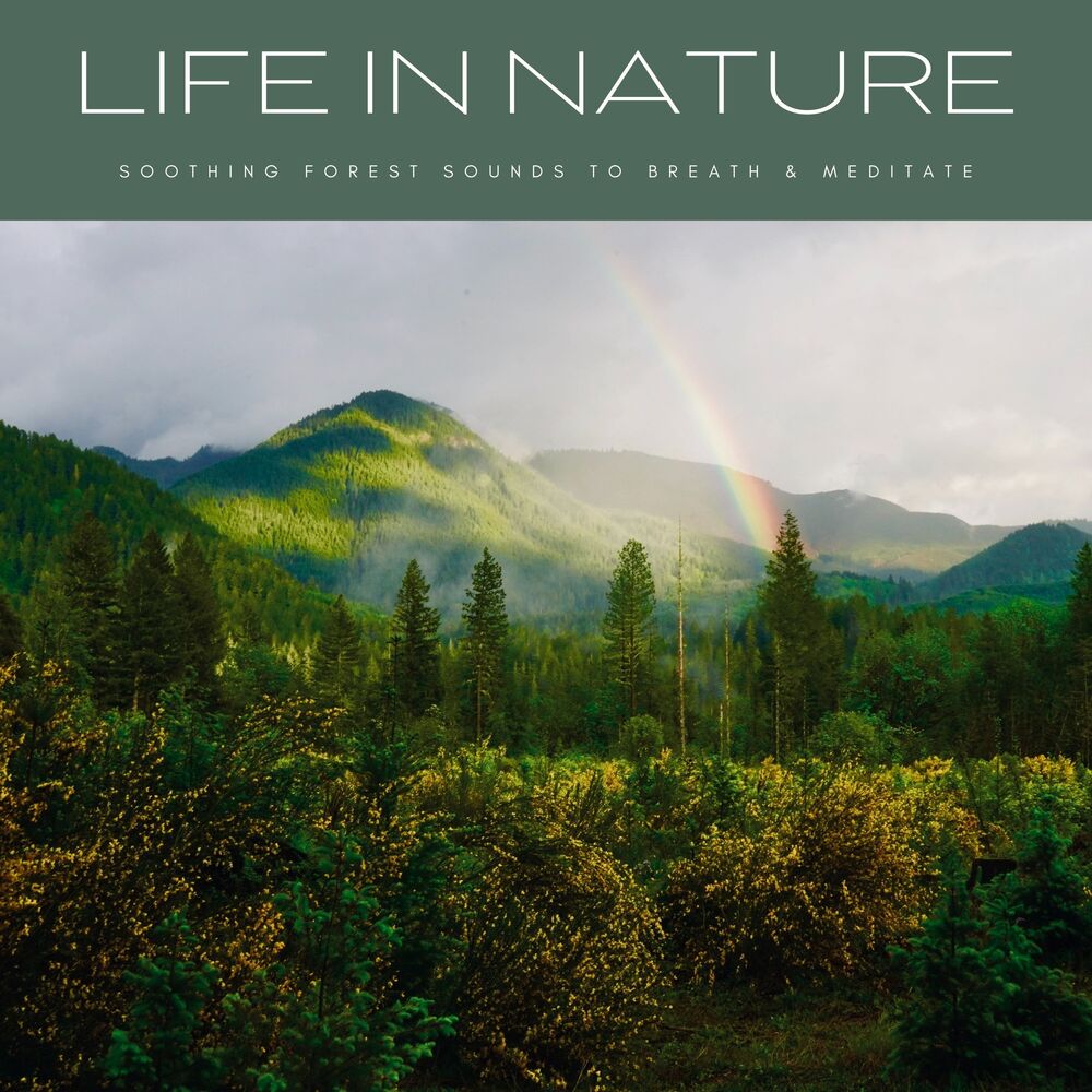 Picture of Life In Nature: Soothing Forest Sounds To Breath & Meditate