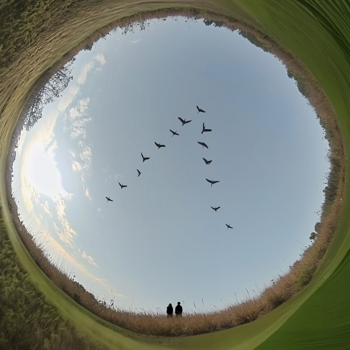 Album cover of журавли