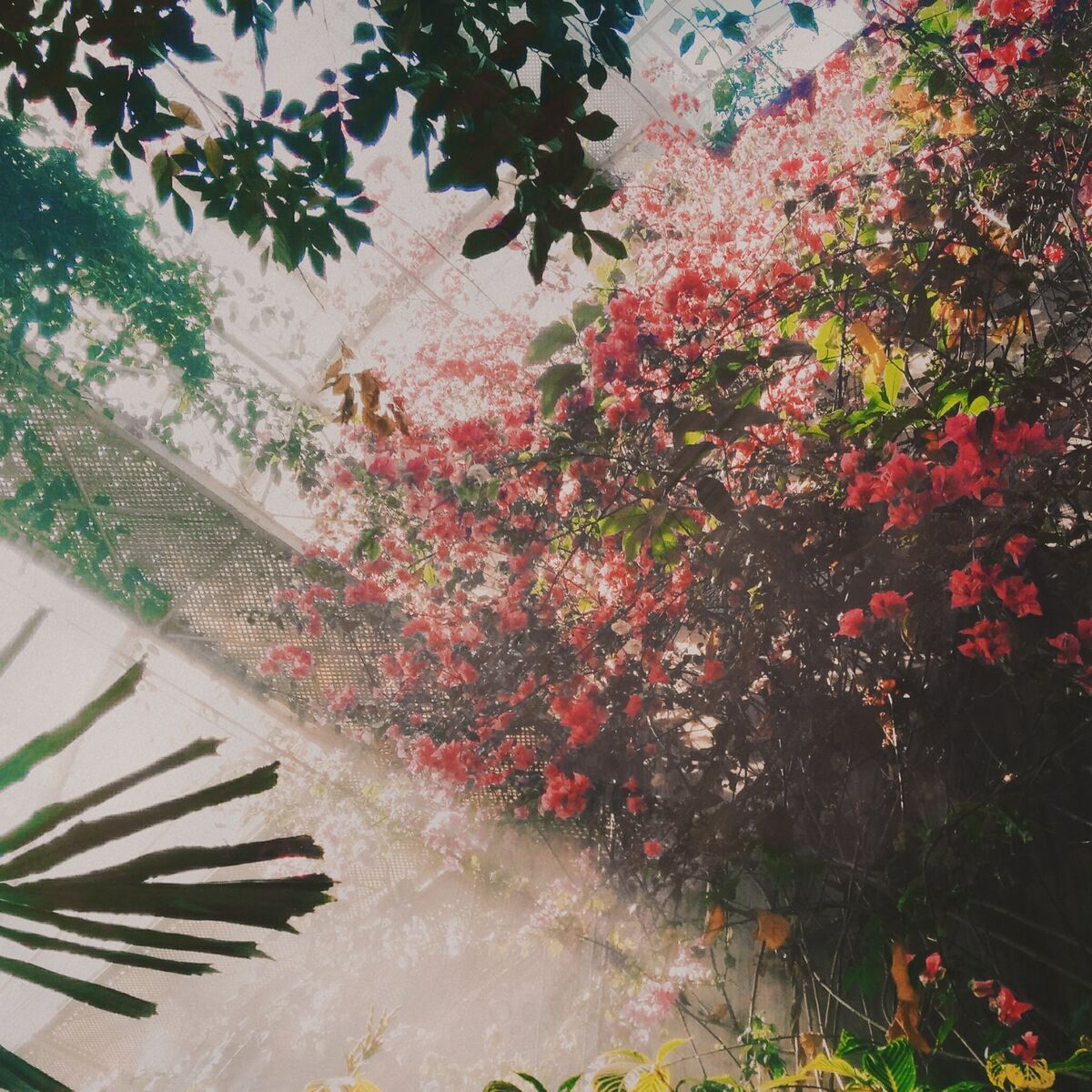 Album cover of Orchid