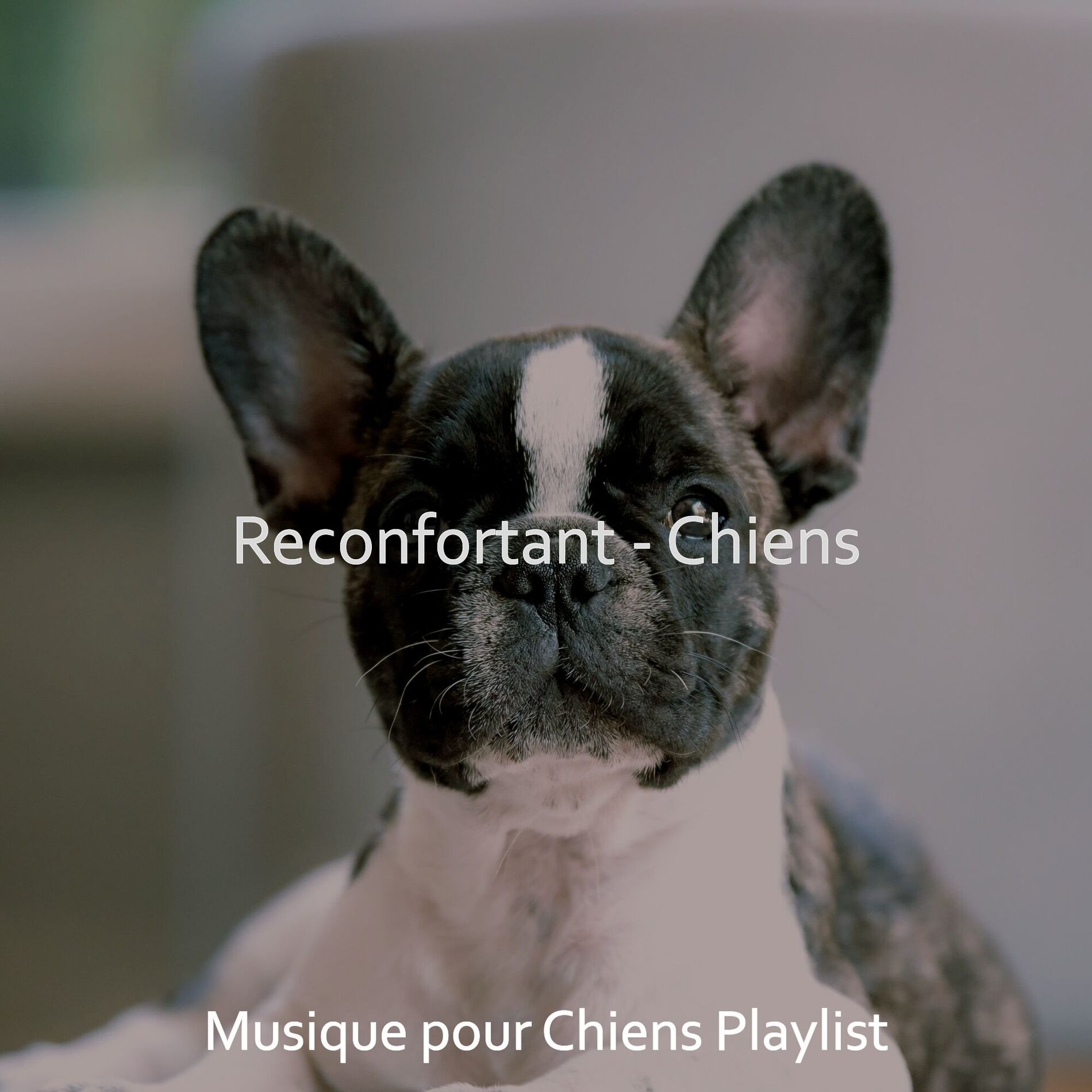 Album cover of Reconfortant - Chiens