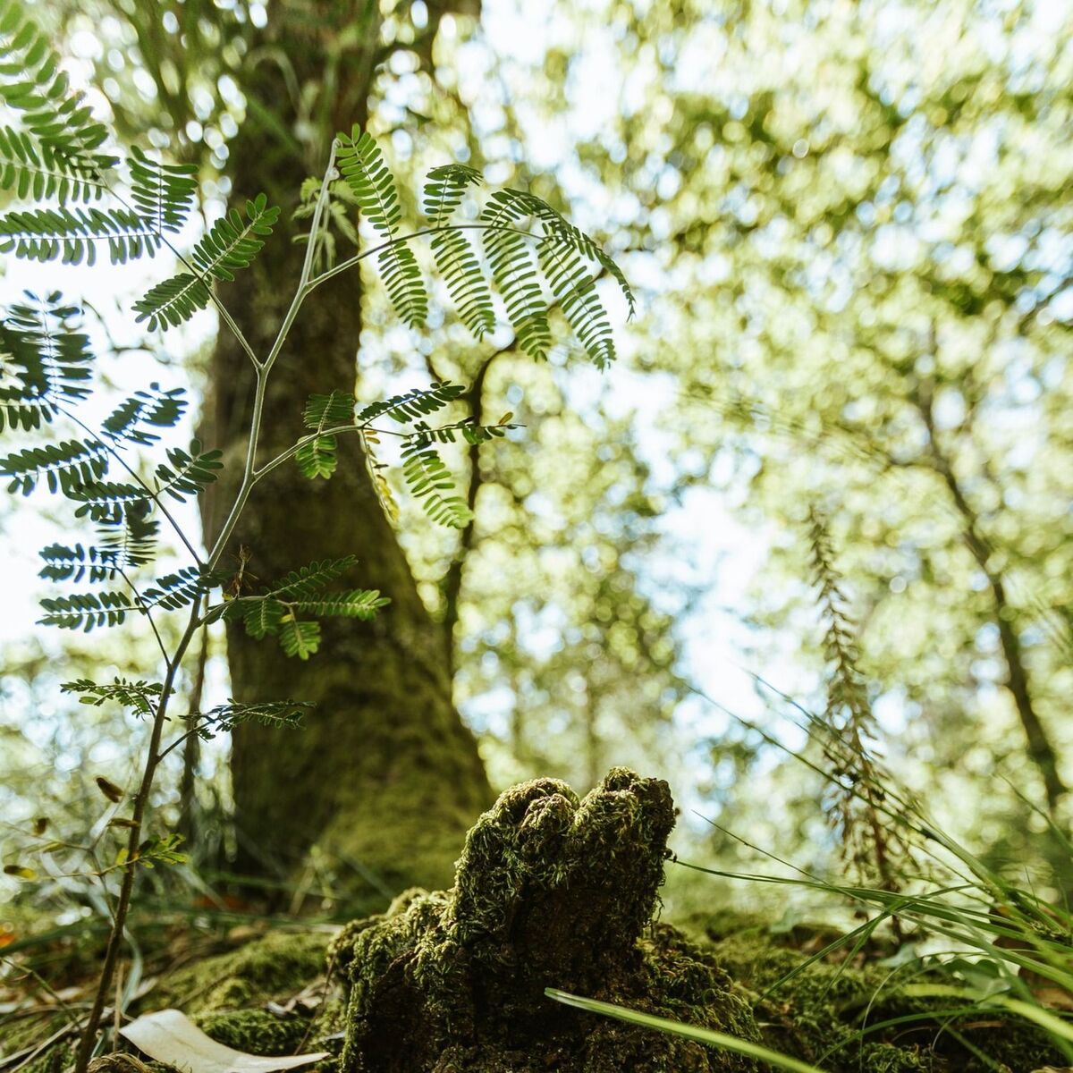 Album cover of Forester