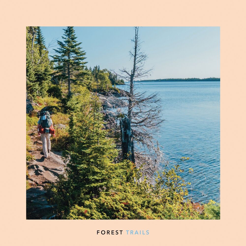Picture of Forest Trails