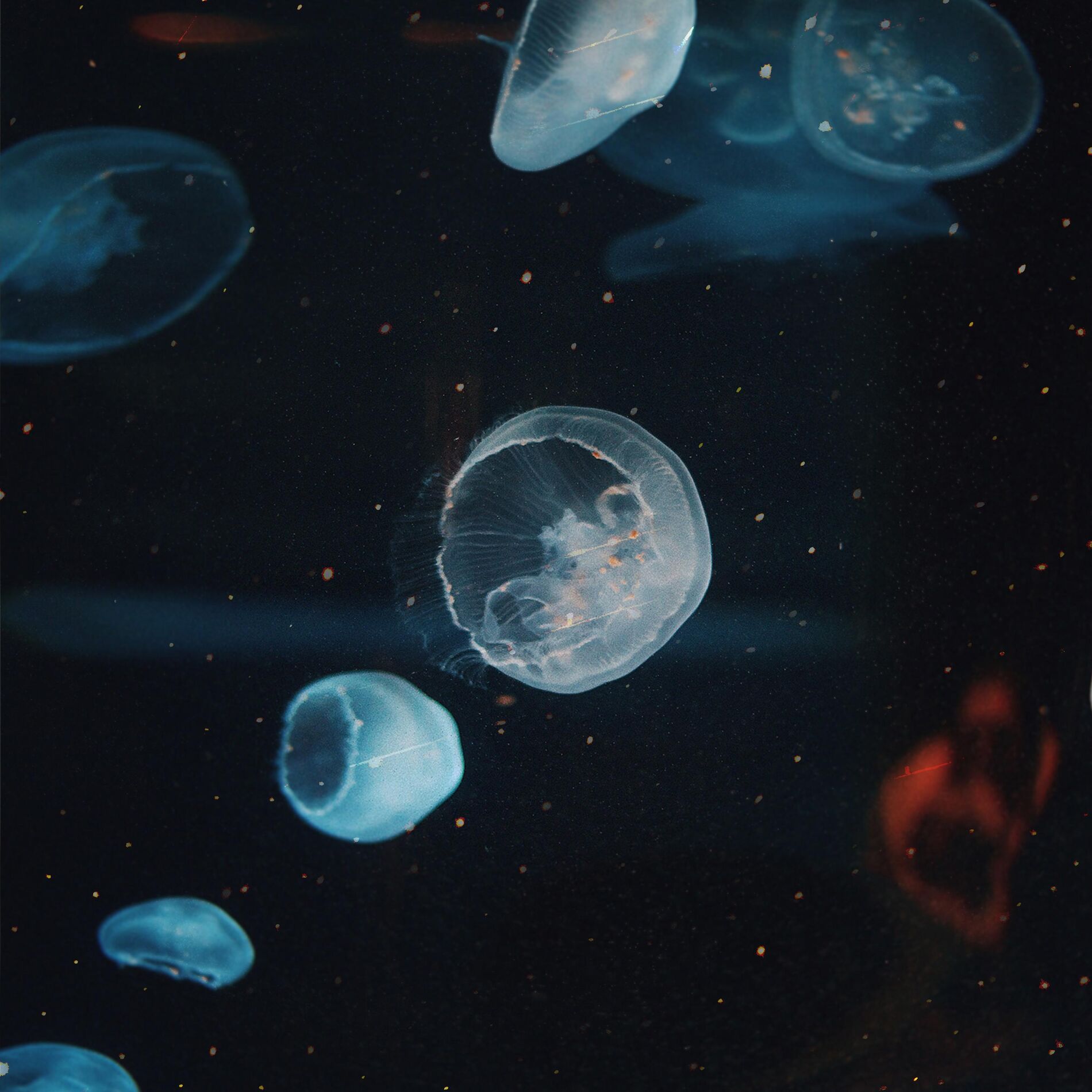 Album cover of Apparition