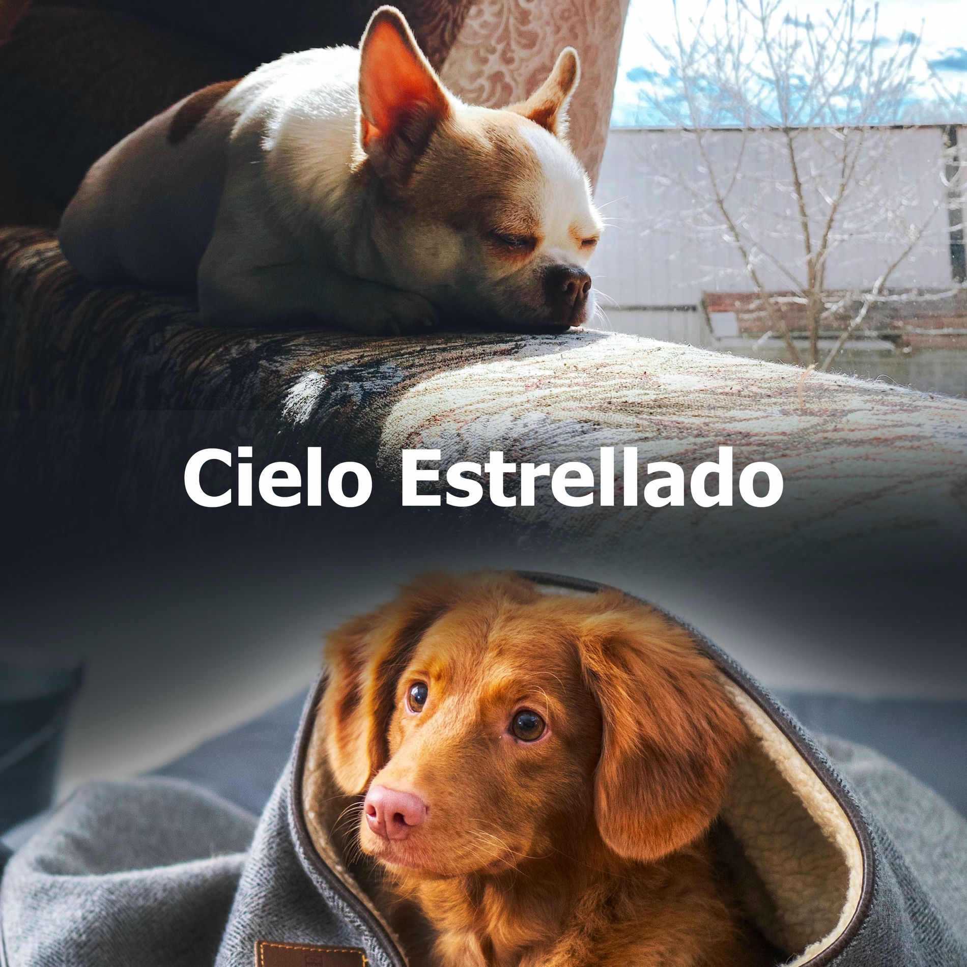 Album cover of Cielo Estrellado