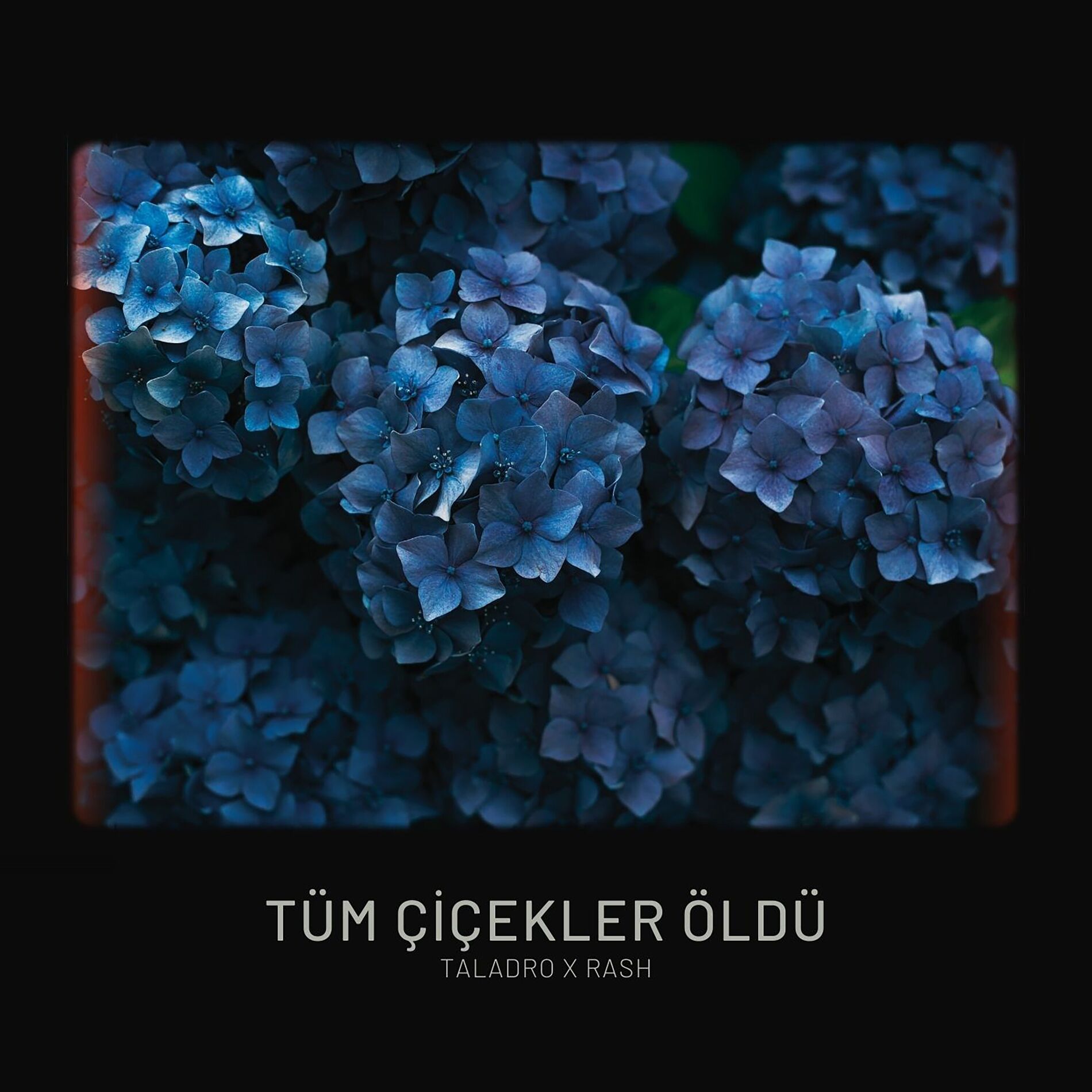 Album cover of Tüm Çiçekler Öldü