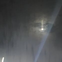 Cover of Late nights