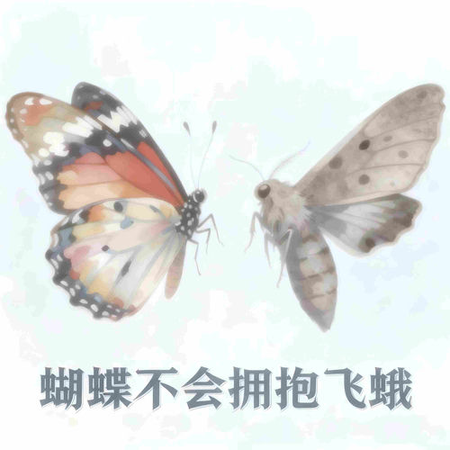 蝴蝶不会拥抱飞蛾
