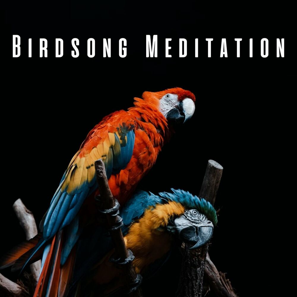 Picture of Birdsong Meditation: Serene Nature and Chill Music