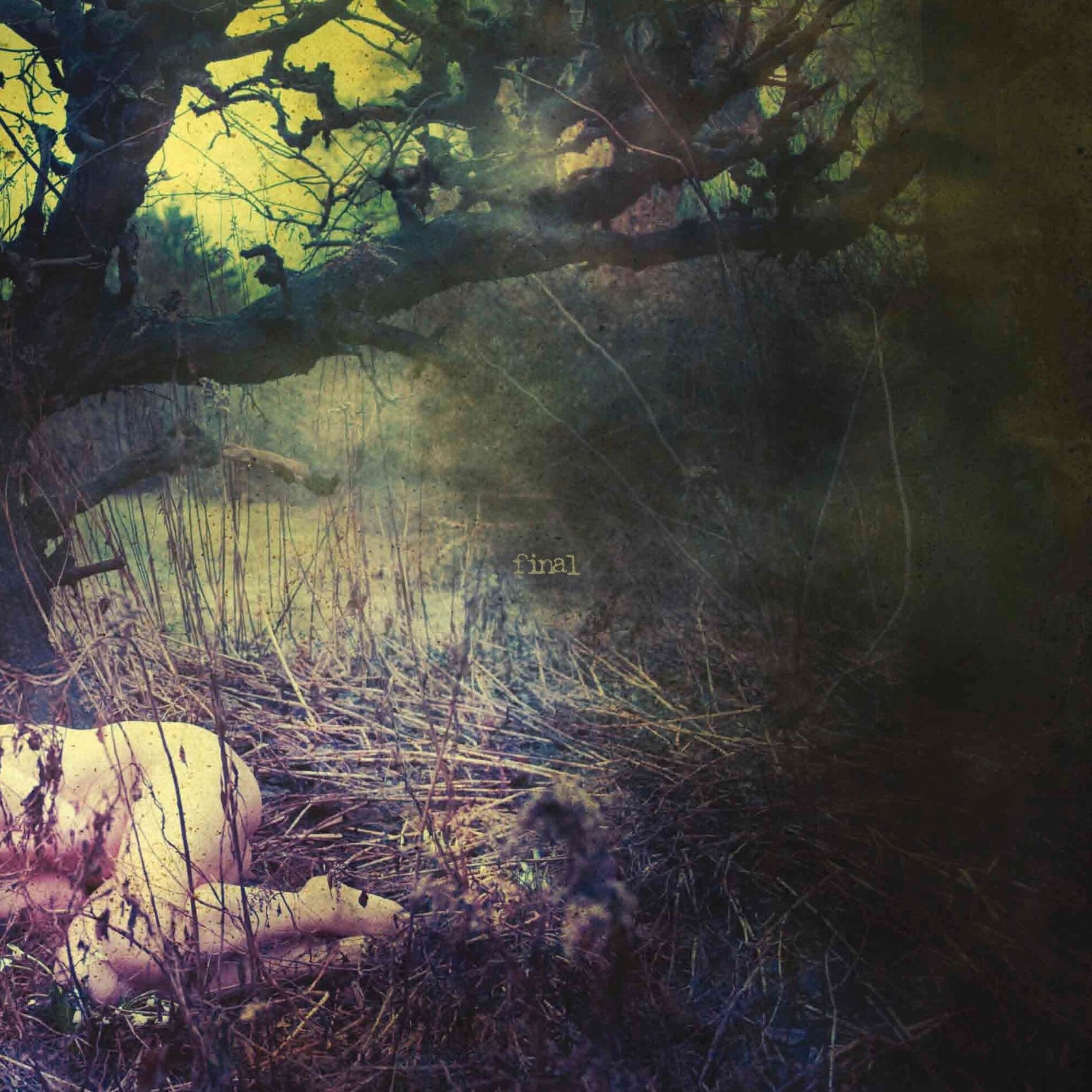 Album cover of The Apple Never Falls Far From The Tree