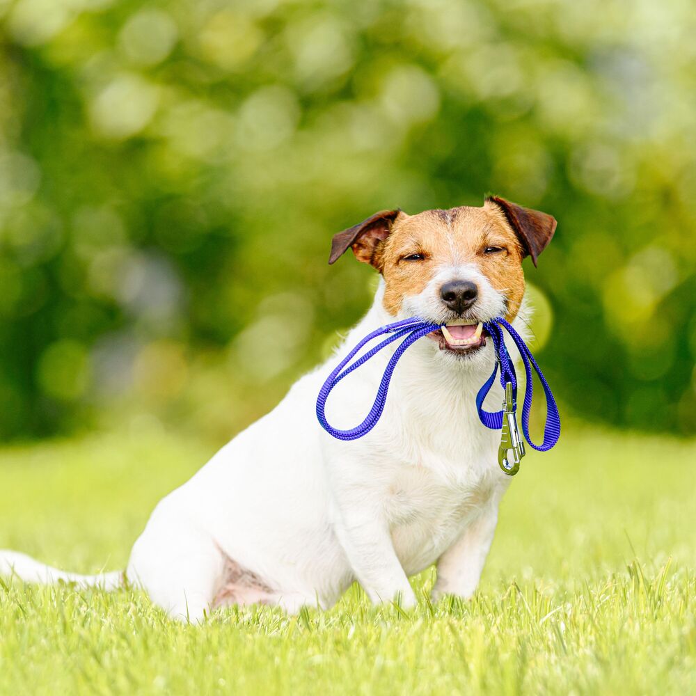 Picture of Tranquil Dog Sway: A Playful Chill Music Rain Symphony