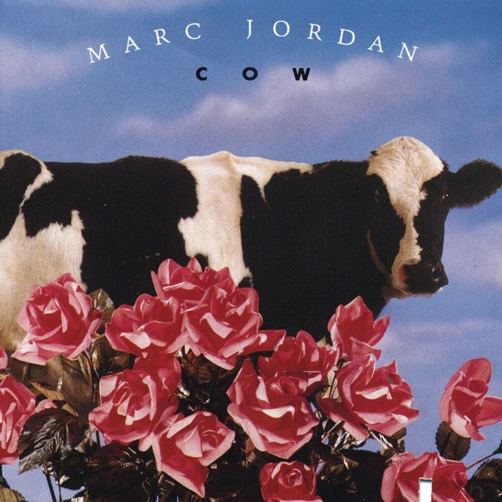 Picture of Cow