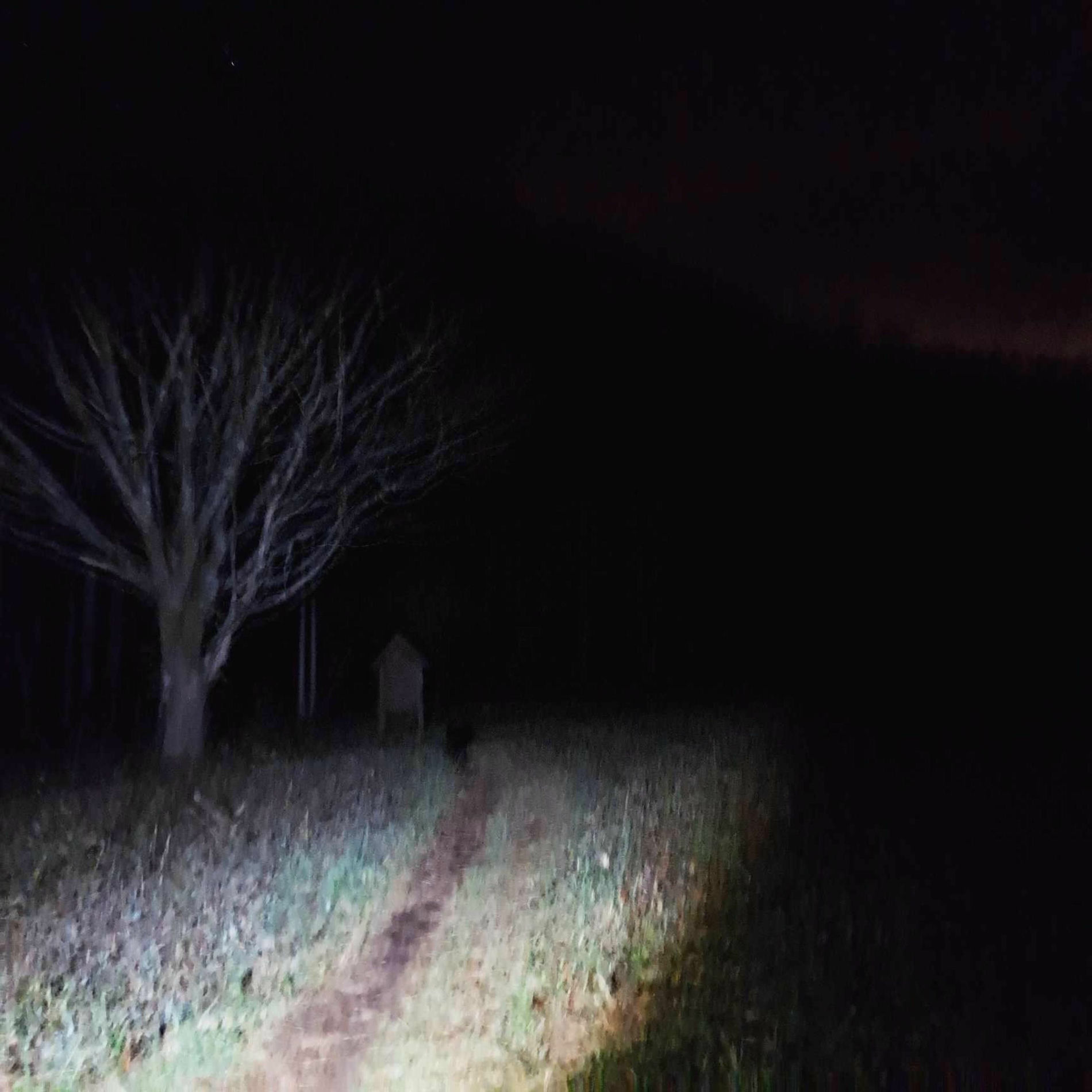 Album cover of The tree's grew because i bled there