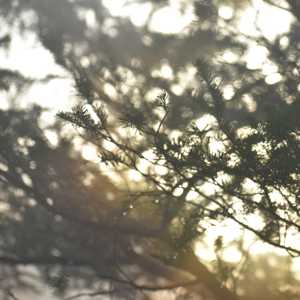 Picture of Luminous Romance