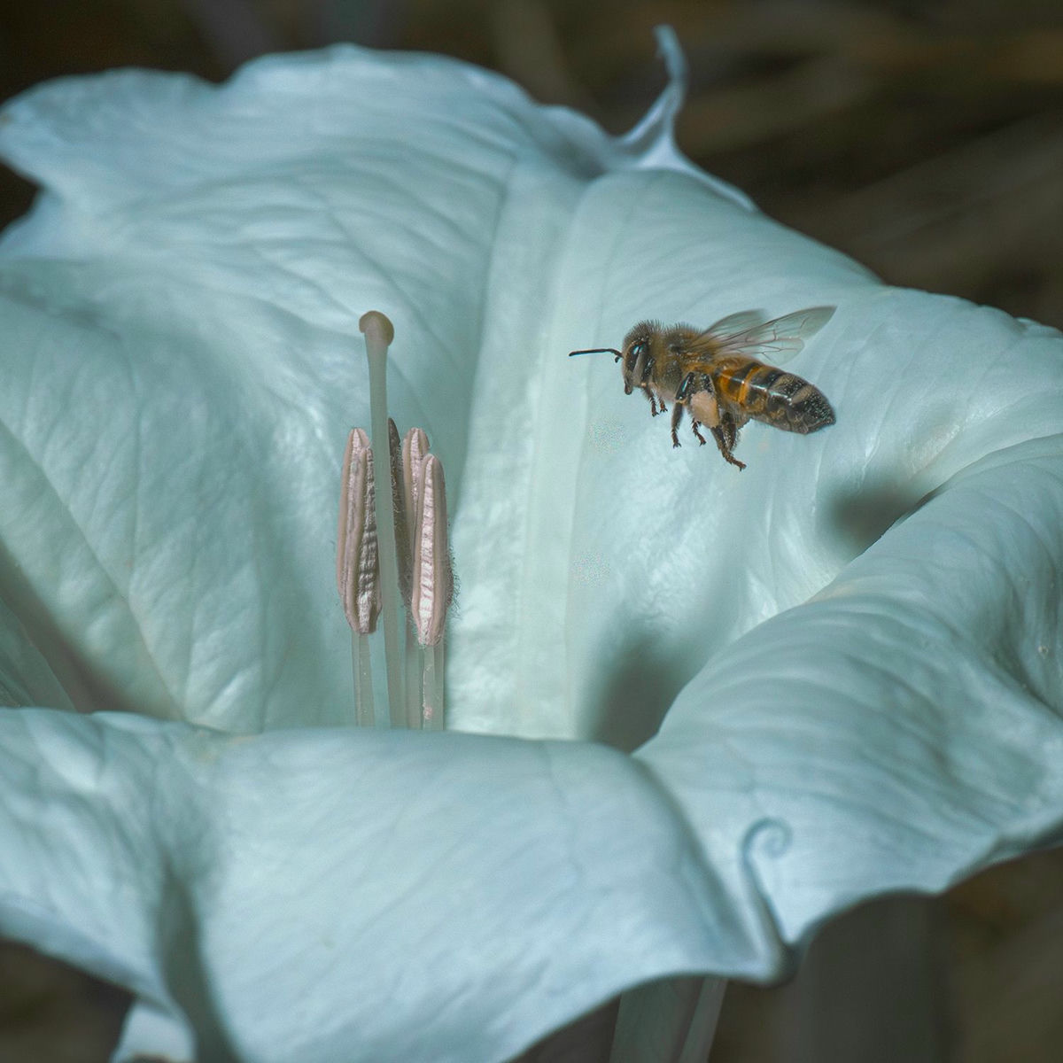 Album cover of Coyote