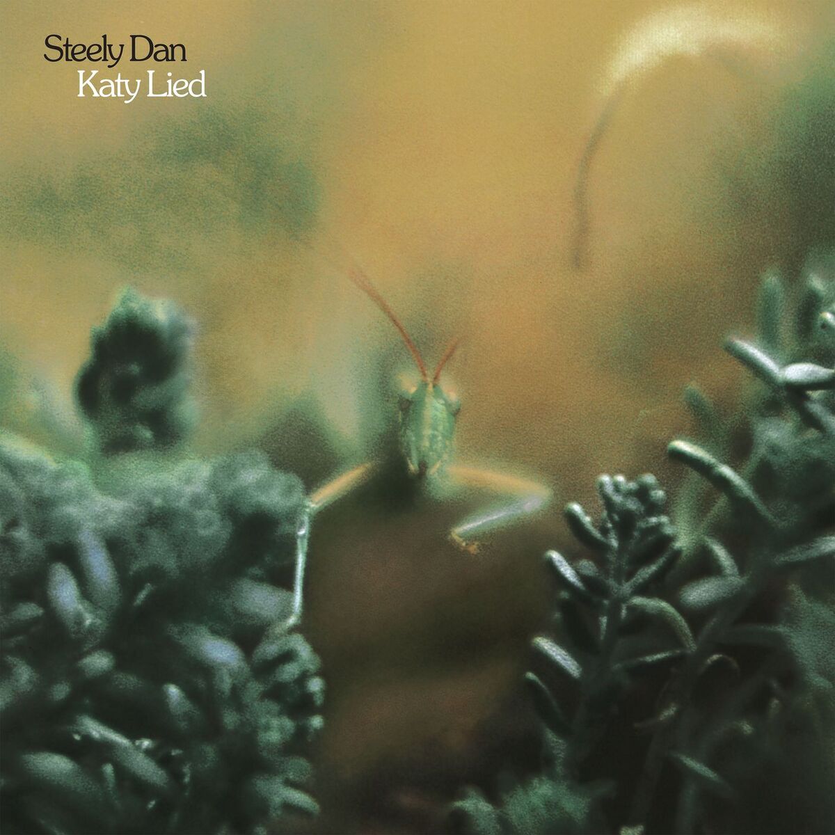 Album cover of Katy Lied (2025 Remaster)