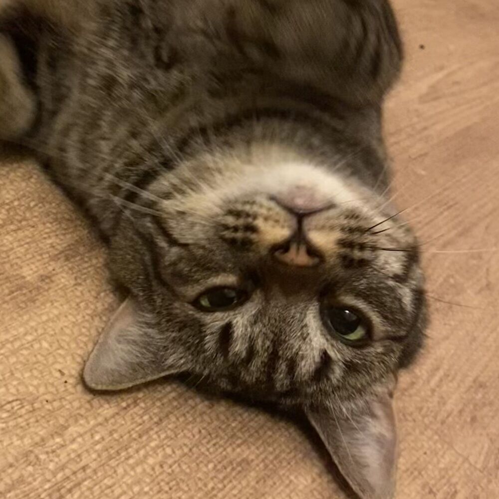 Picture of House cat