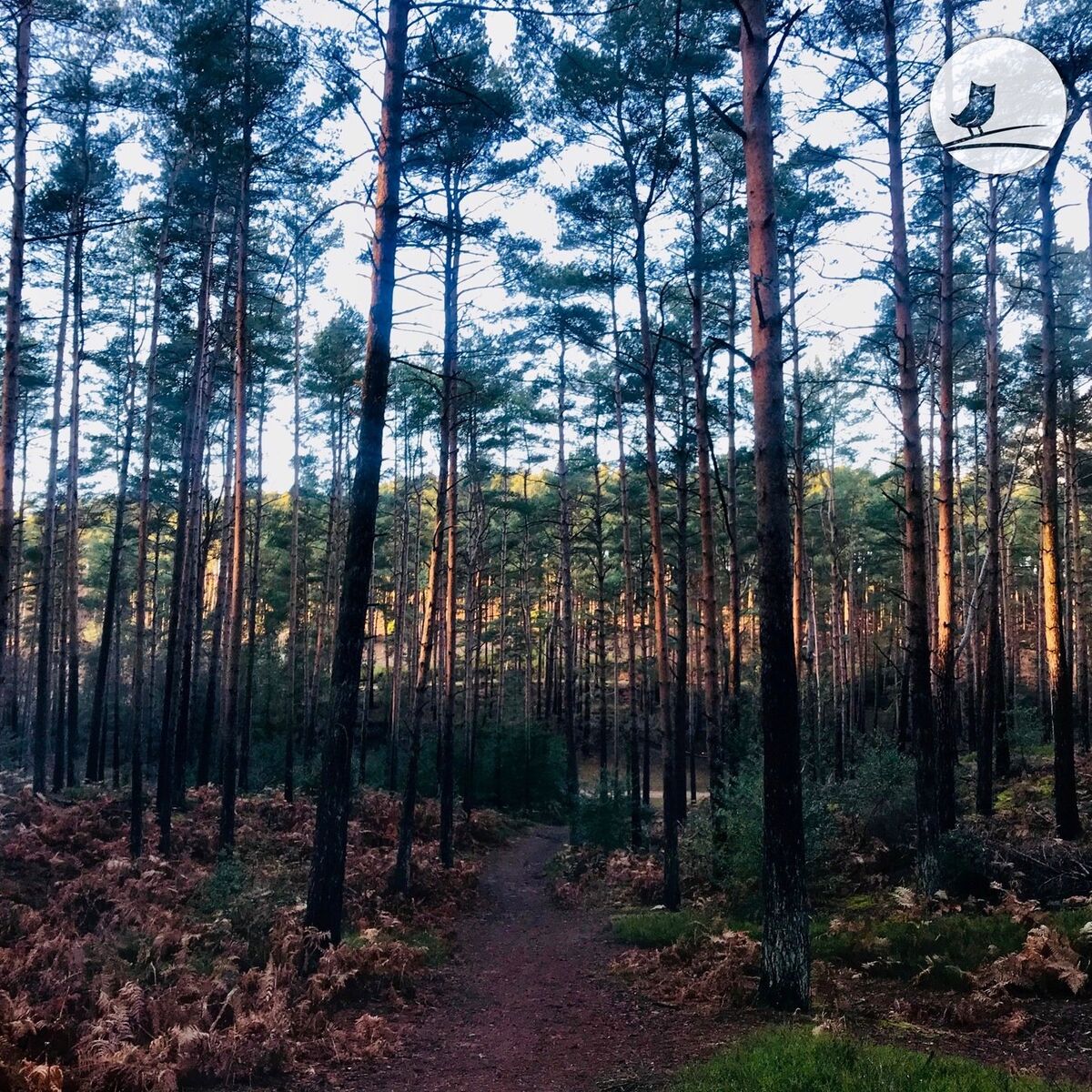 Album cover of Pines & Catharsis
