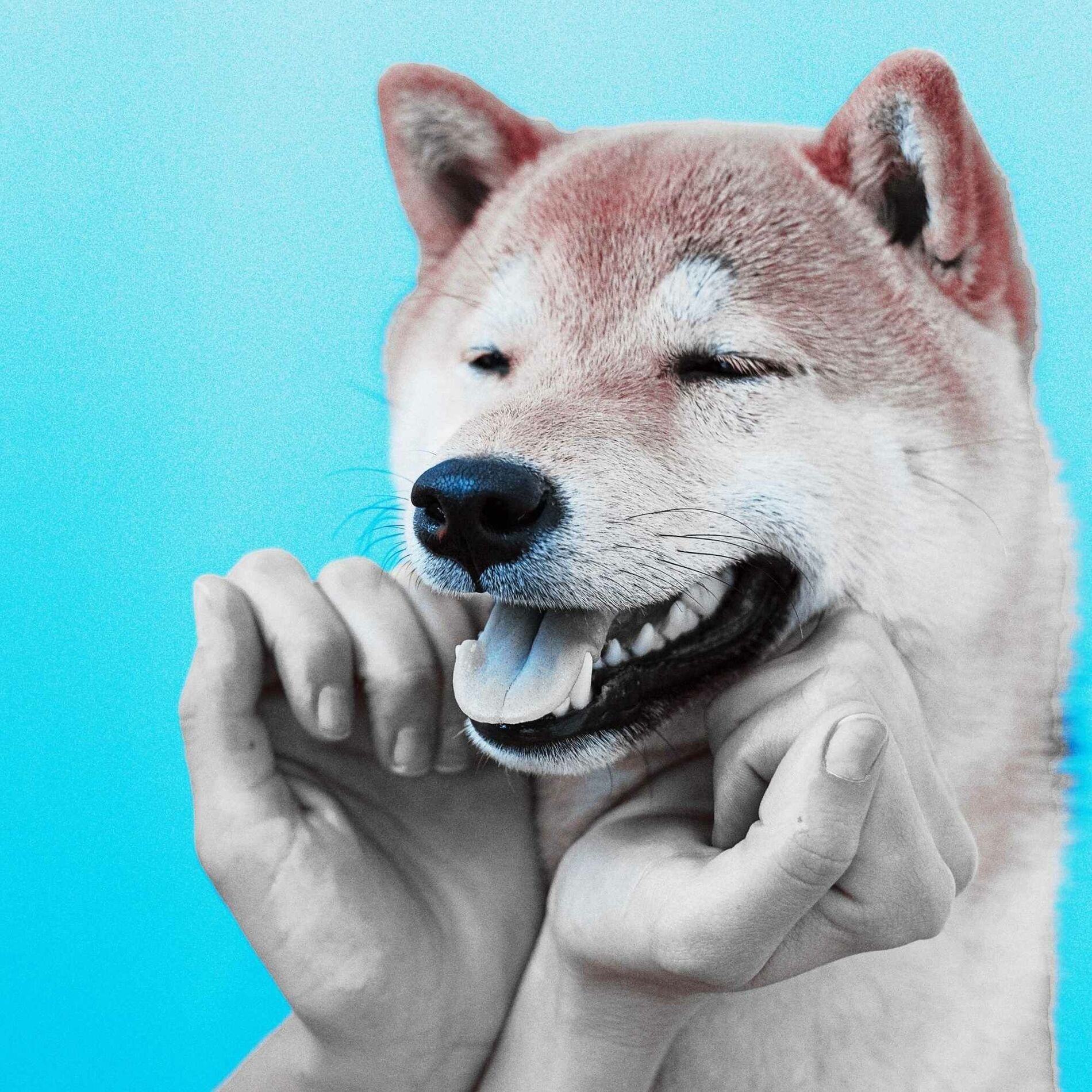 Album cover of Piano Duo and Alto Saxophone - Background Music for Chilled Doggy Hour