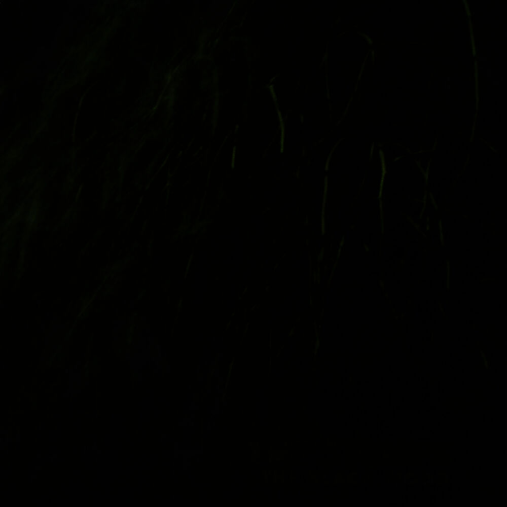 Picture of The Black Wood