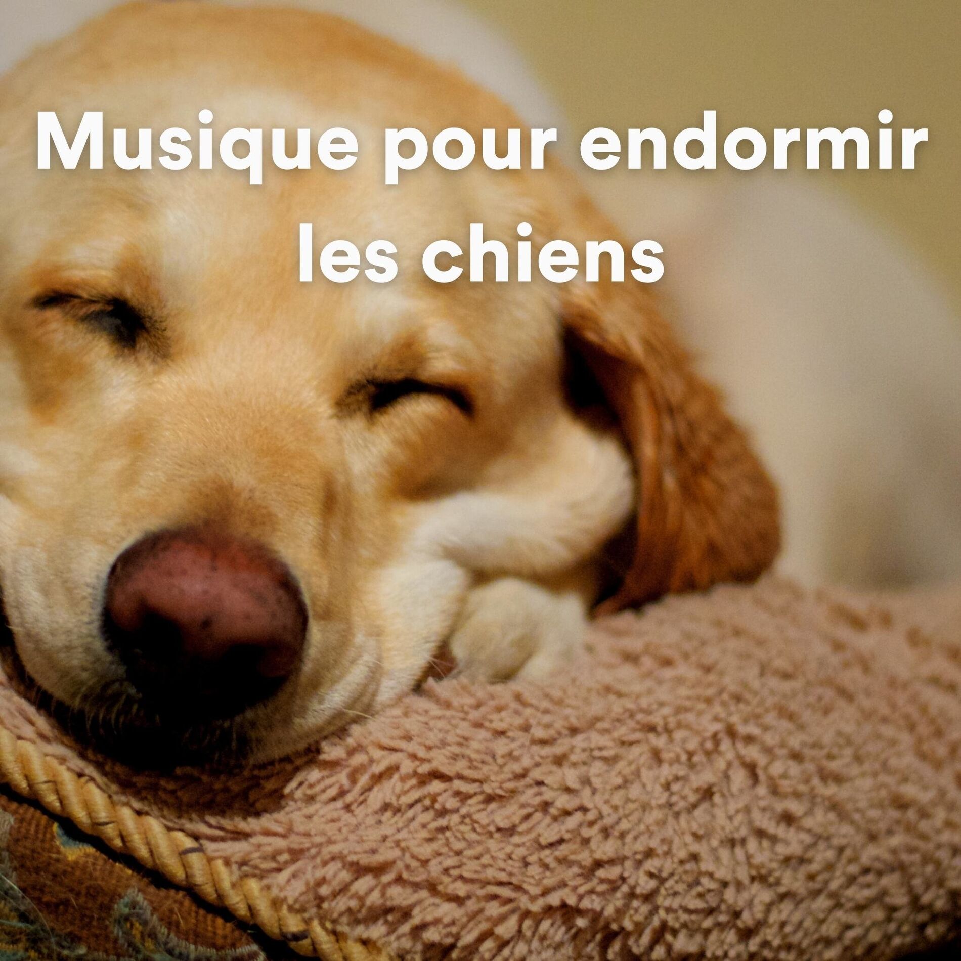 Album cover of Musique pour endormir les chiens, pt. 10