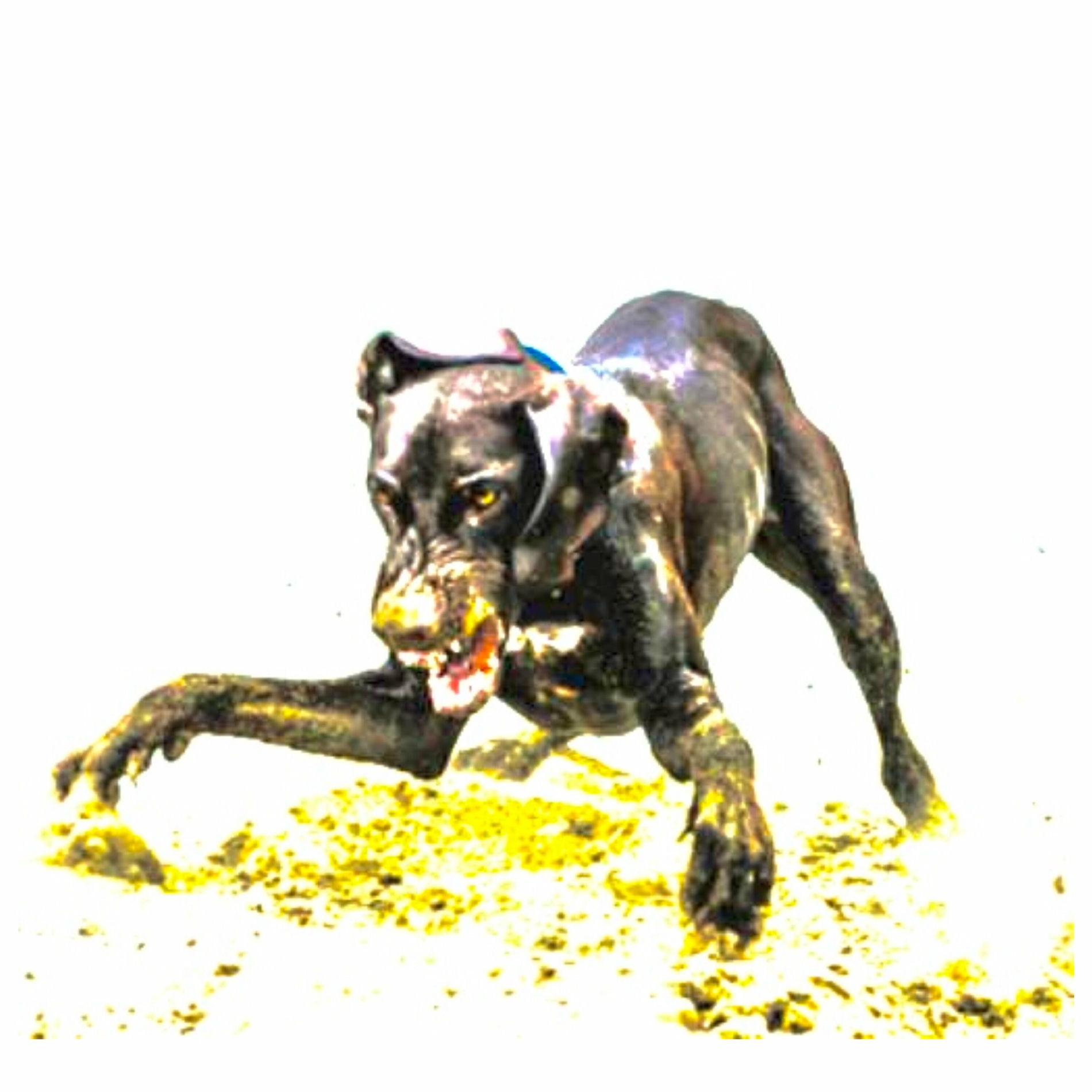 Album cover of q bonito