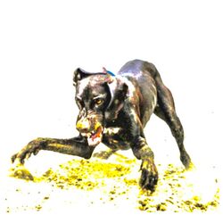 Cover of q bonito
