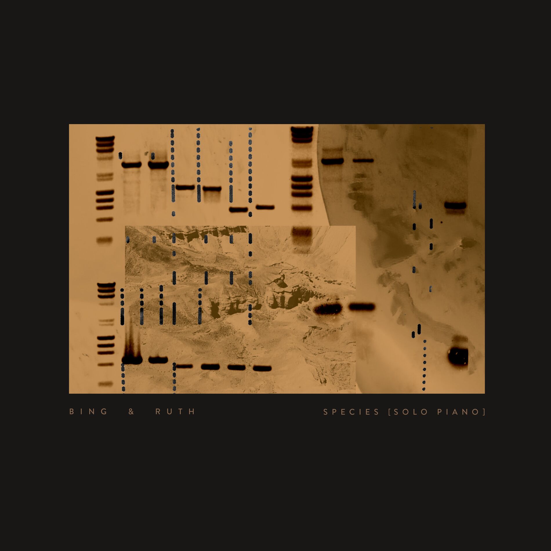 Album cover of Species (solo piano)