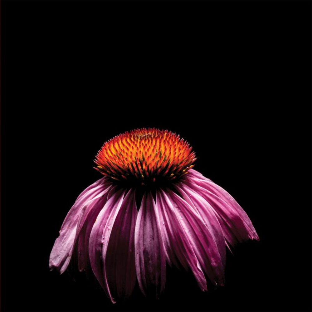 Picture of On Fading