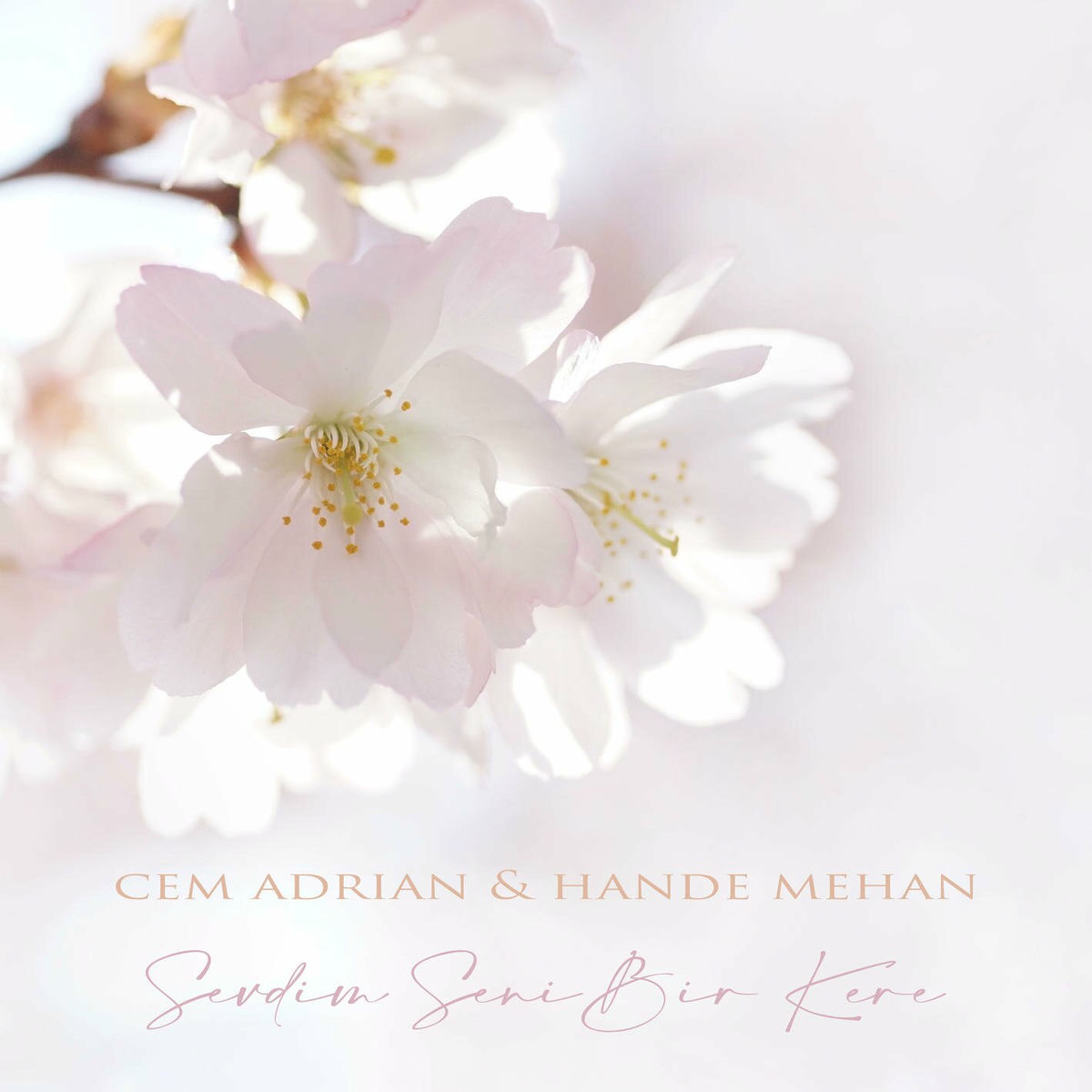 Album cover of Sevdim Seni Bir Kere