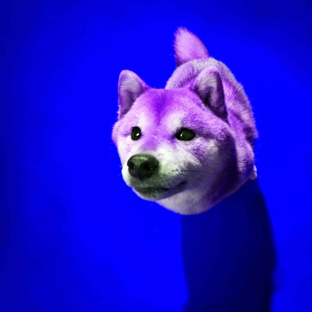 Picture of Feelings for Vegging Out Doggo
