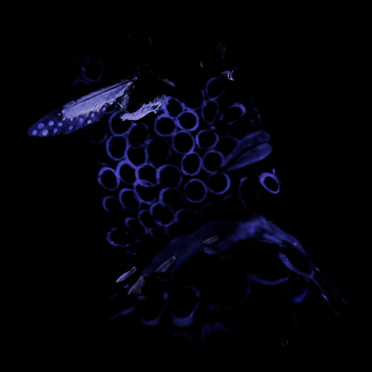 Album cover of Kiss Purple
