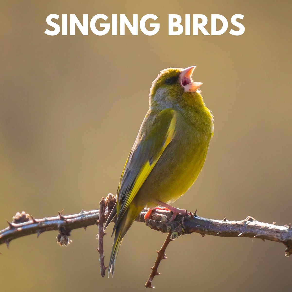Swedish-Bird-Sounds - Singing Birds | Deezer