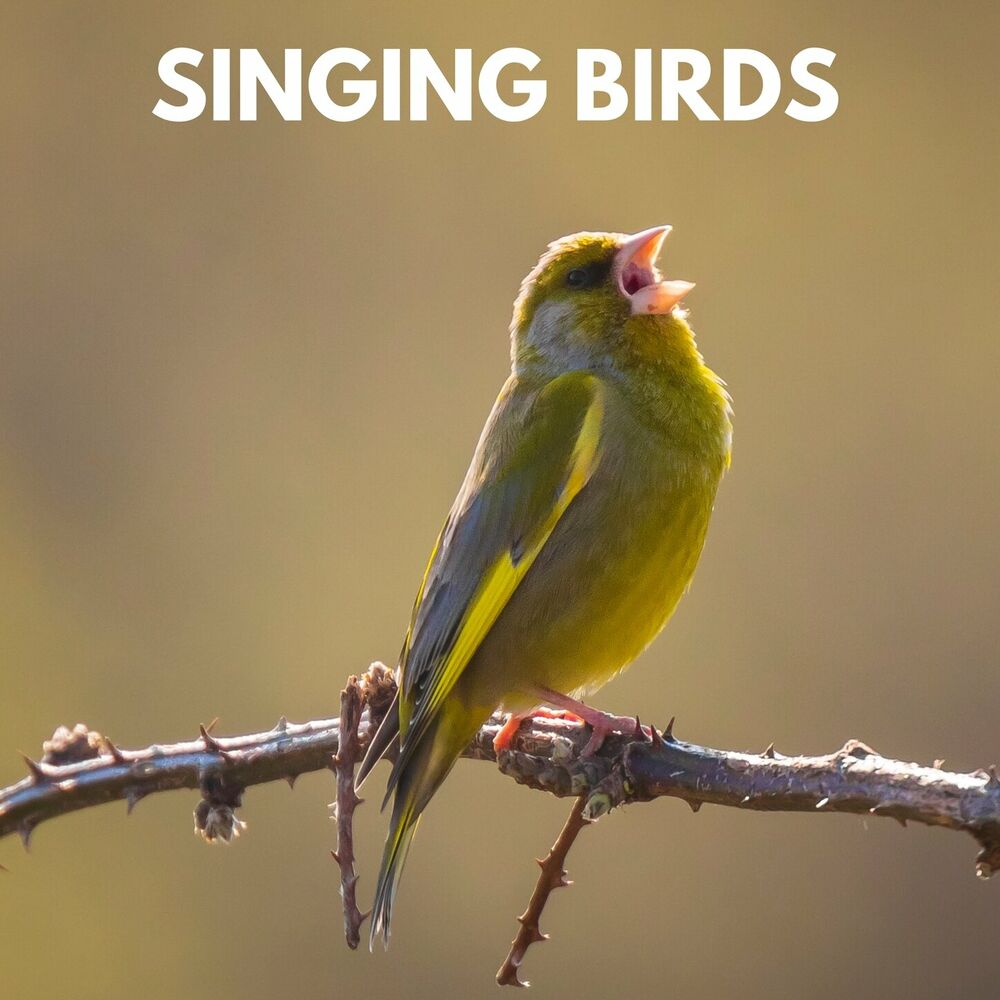 Picture of Singing Birds