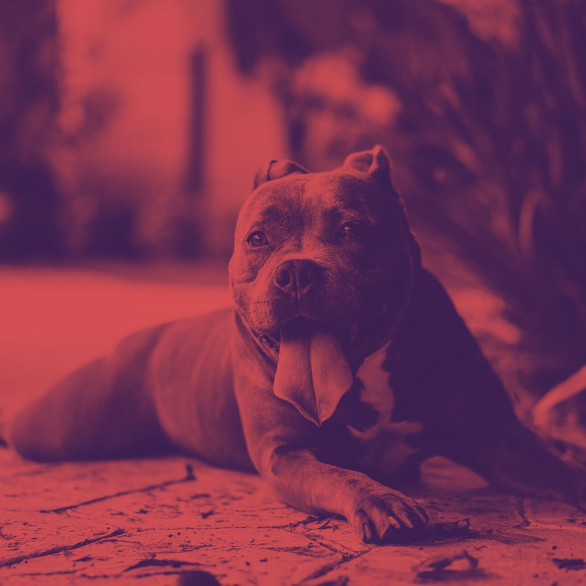 Album cover of Music (Stressed Dogs)