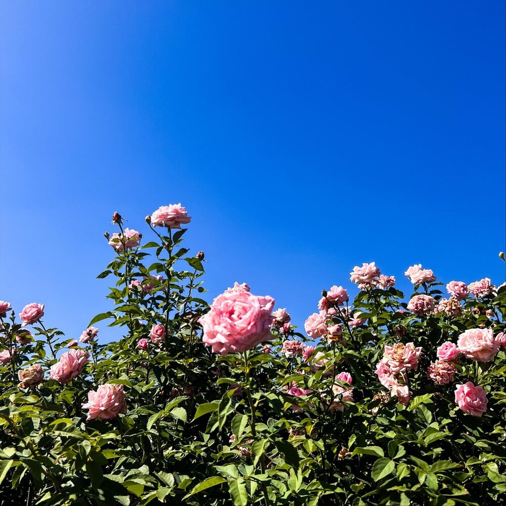 Picture of In the Darkness, A Rose Blooms